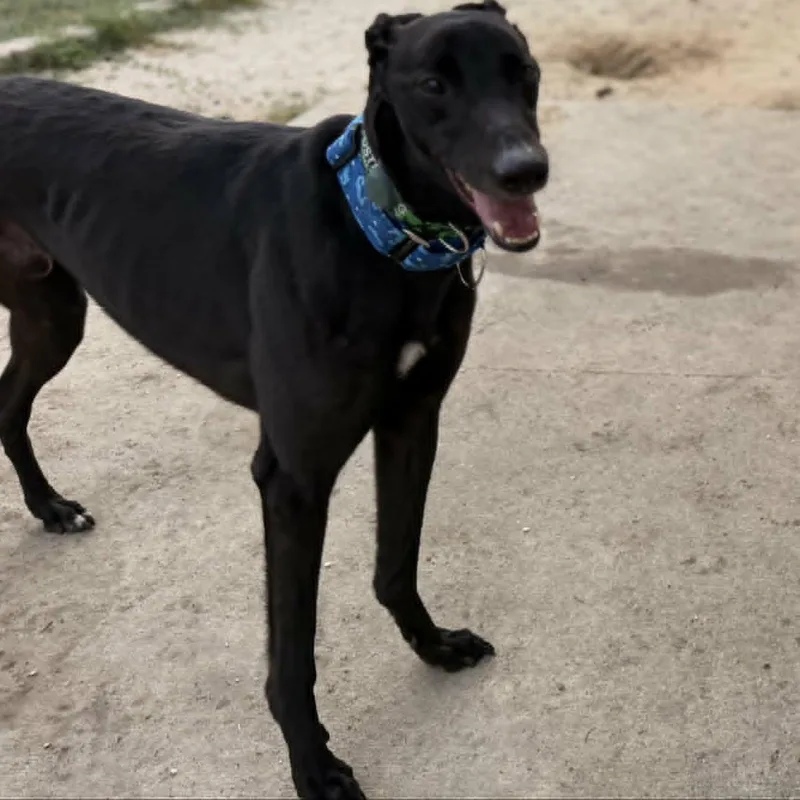 An adult large-sized male Black Greyhound dog named Rekia Rolo for adoption in North Port, FL