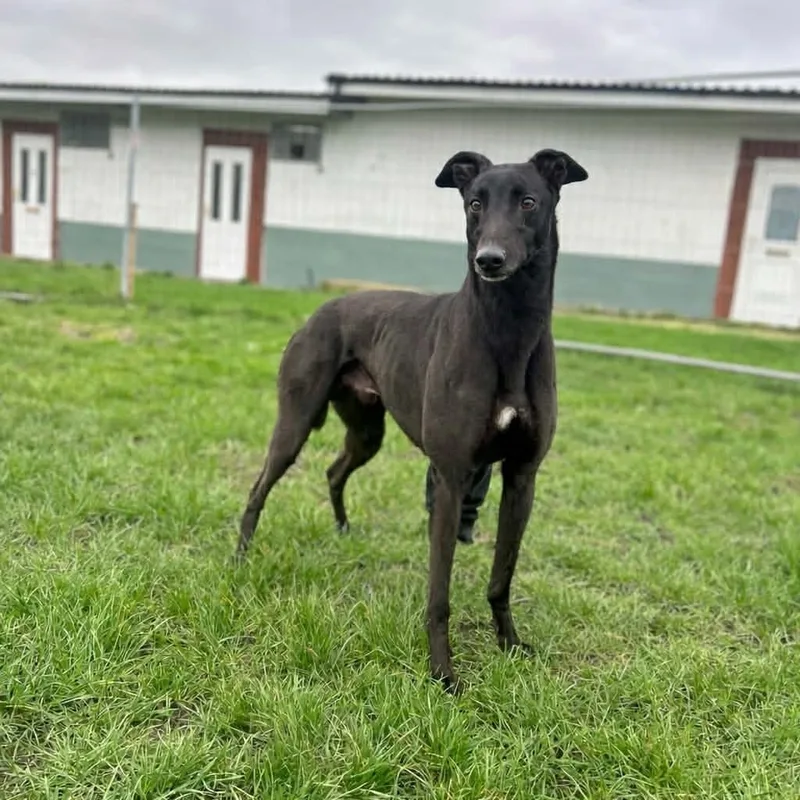 Rekia Rolo thumbnail 4