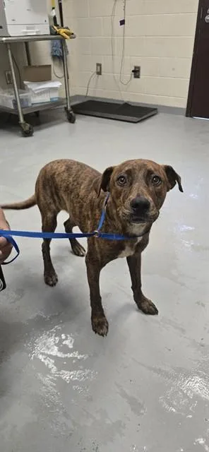 A young small-sized male Labrador Retriever dog named Taz for adoption in Fayetteville, NC