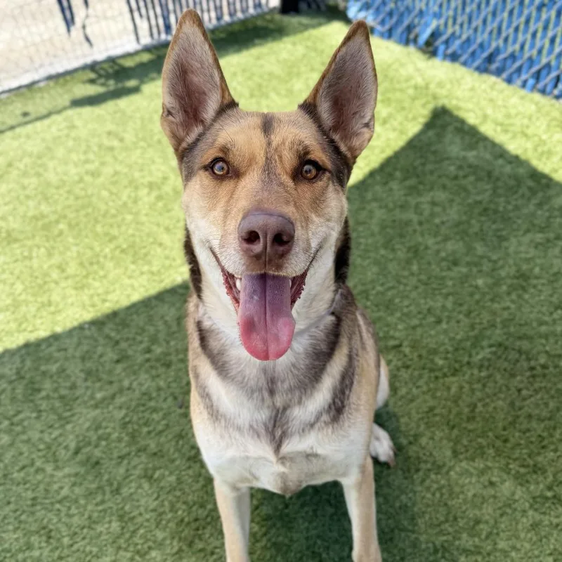 An adult large-sized male Brown / Chocolate German Shepherd Dog dog named Jeremiah for adoption in Hawthorne, CA