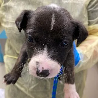 A baby small-sized female Pit Bull Terrier dog named Kayla for adoption in Las Vegas, NV