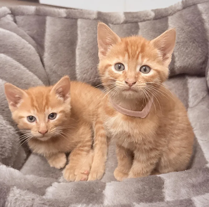 A baby medium-sized male Orange & White Domestic Short Hair cat named Cinnamon And Paprika for adoption in Hopkinton, MA