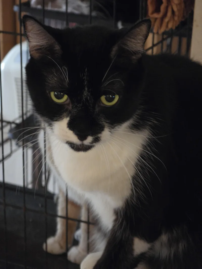 A senior extra large-sized female Domestic Short Hair cat named Anna for adoption in St Petersburg, FL
