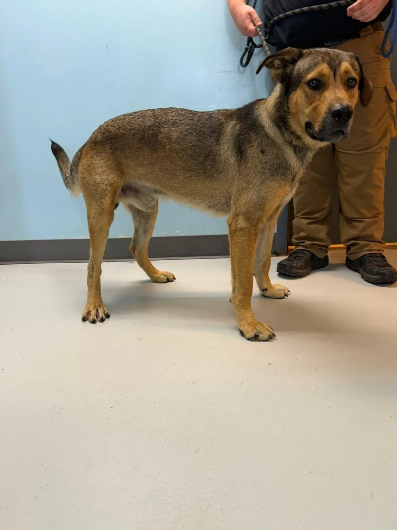 An adult large-sized male German Shepherd Dog dog named Maverick for adoption in Pryor, OK