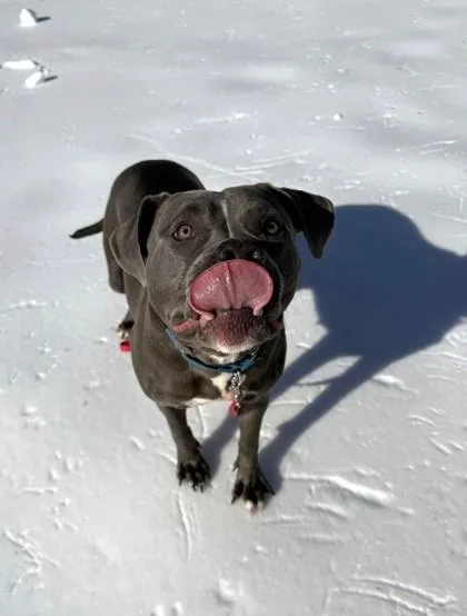 An adult medium-sized female Mixed Breed dog named Fujita for adoption in Fairfax, VA