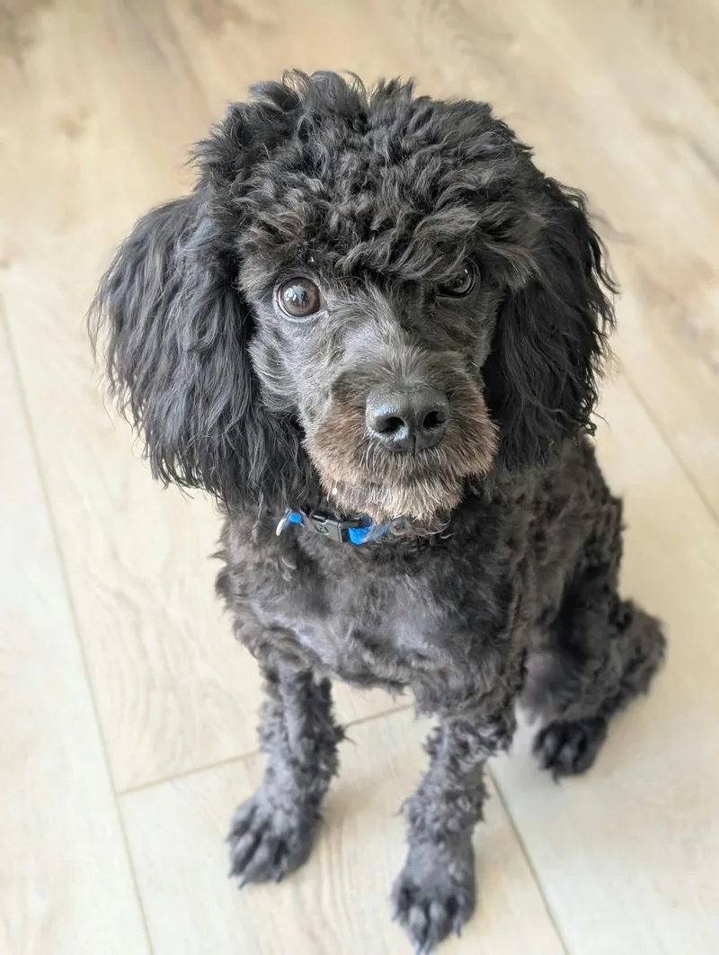 A young small-sized male Black Miniature Poodle dog named Lumos for adoption in Brooks, ME