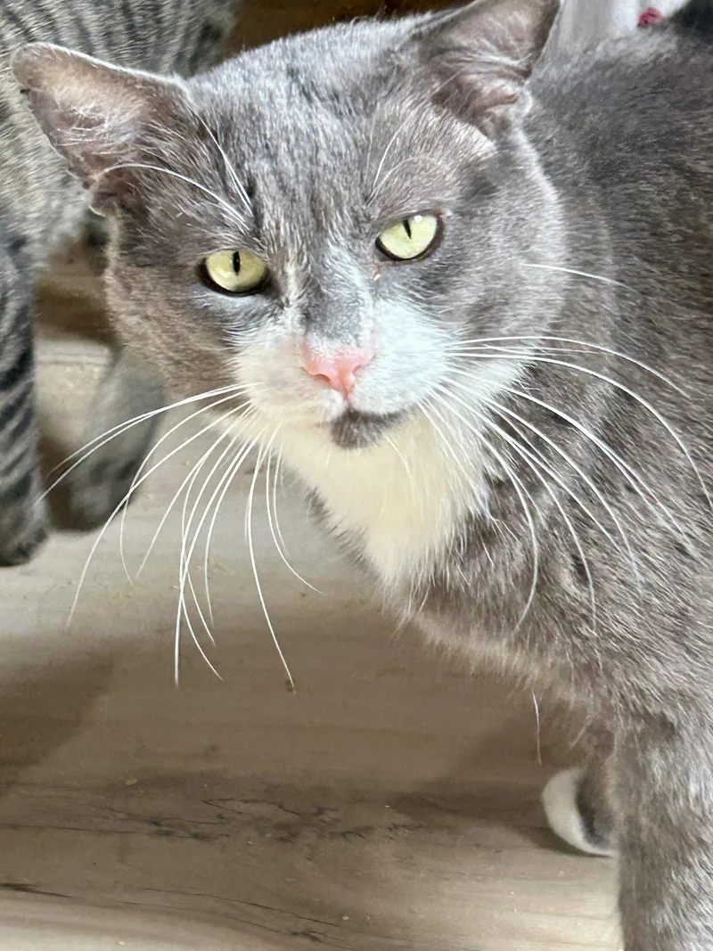 An adult medium-sized male Gray & White Domestic Short Hair cat named Bawls for adoption in Plano, TX