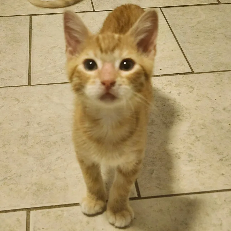 A baby small-sized male Domestic Short Hair cat named Mossanda for adoption in Springfield, IL
