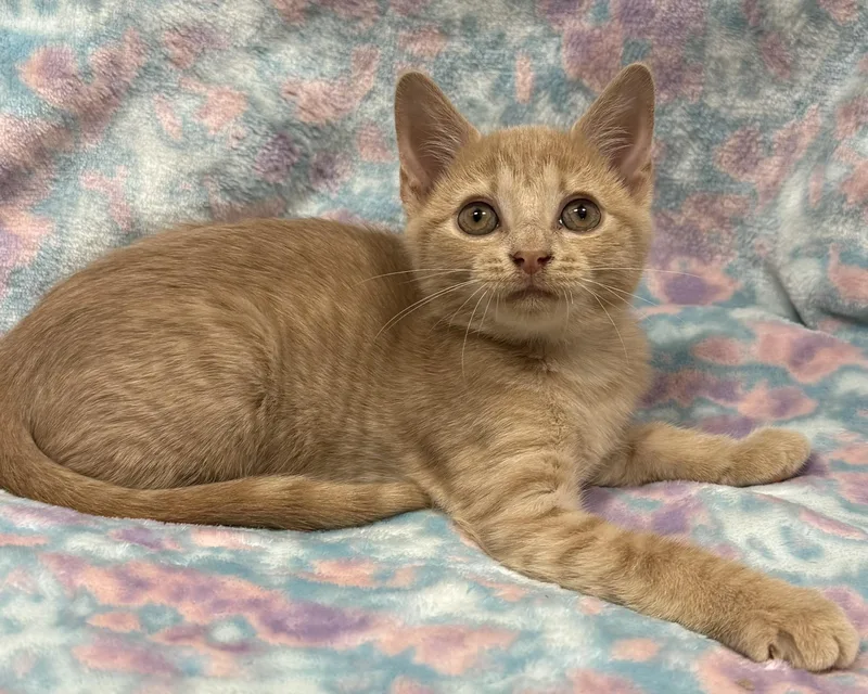A young medium-sized female Tabby (Buff / Tan / Fawn) American Shorthair cat named Tilly for adoption in Marvin, NC