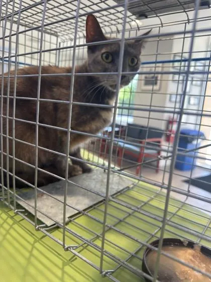 An adult small-sized female Domestic Short Hair cat named Sassy for adoption in Daytona Beach, FL