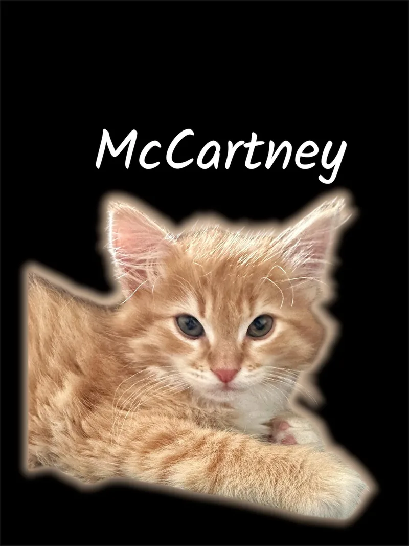 A baby small-sized female Tabby (Orange / Red) Domestic Medium Hair cat named Mccartney for adoption in Auburn, CA