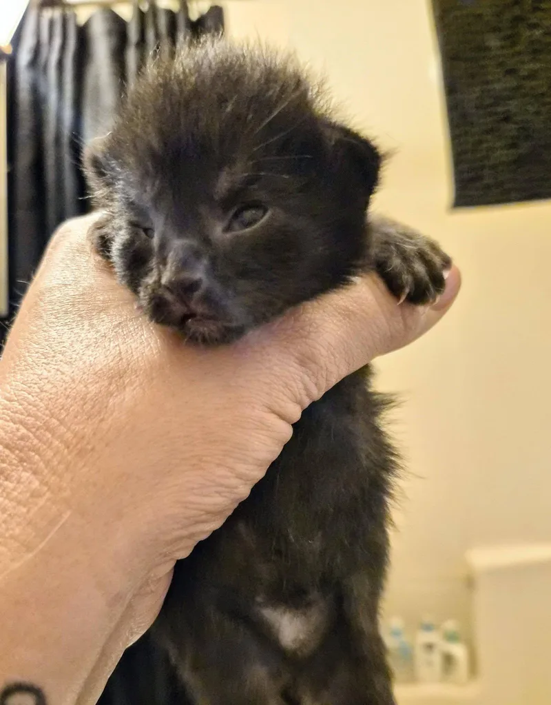 A baby small-sized male Black Domestic Short Hair cat named Scout for adoption in Waverly, IA