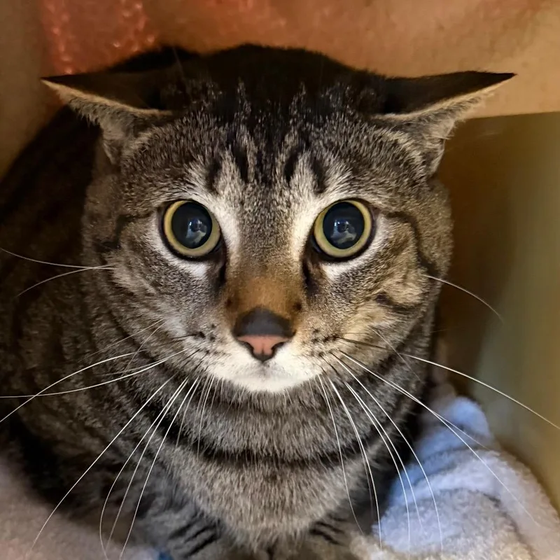 An adult extra large-sized male Black Domestic Short Hair cat named Charlie for adoption in Santa Barbara, CA