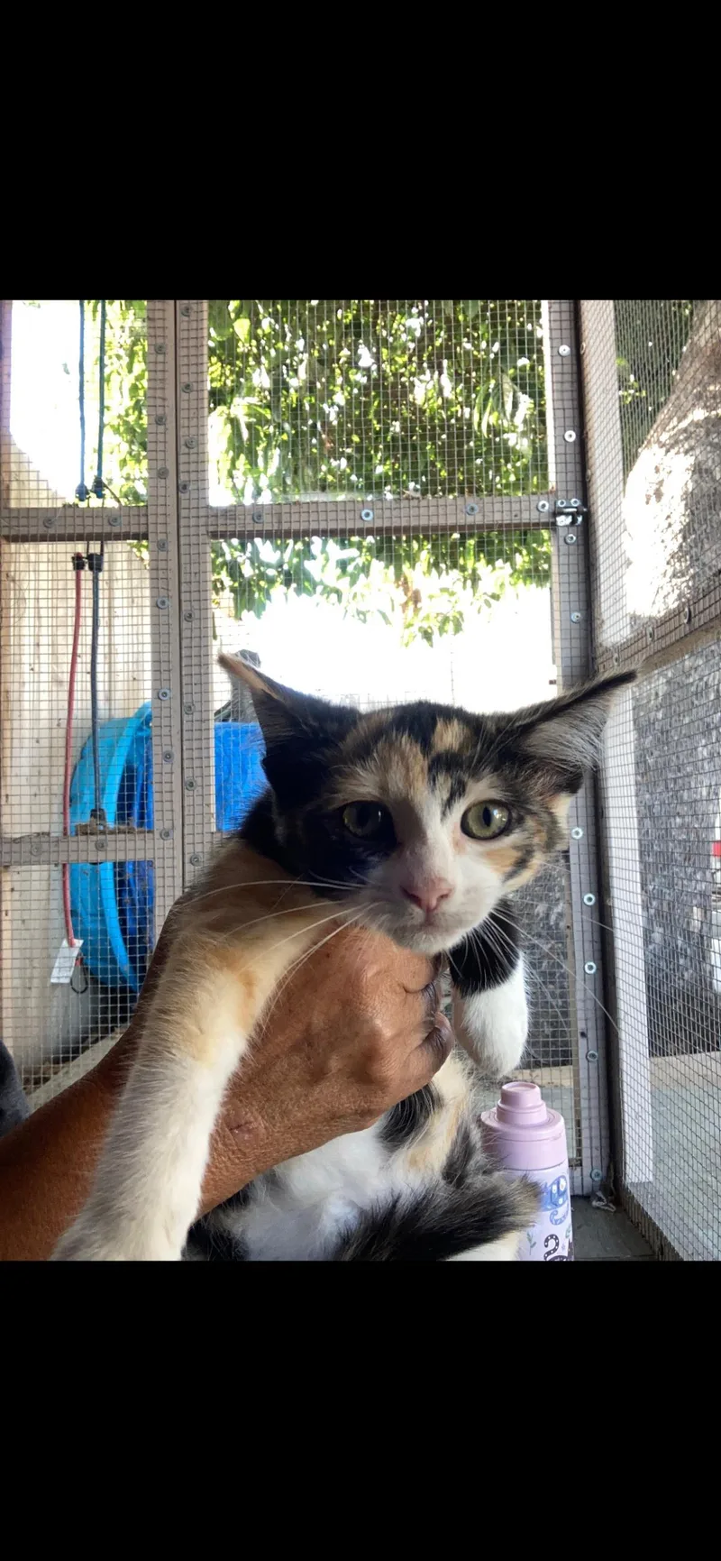 A baby small-sized female Domestic Short Hair cat named Amethyst for adoption in La Jolla, CA