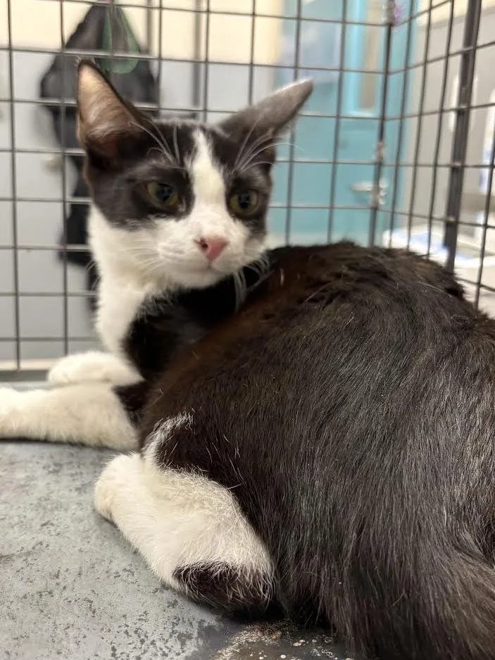 A baby medium-sized male Domestic Short Hair cat named Damon for adoption in Las Vegas, NV