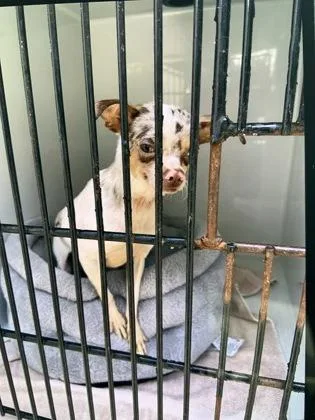 A young small-sized male Chihuahua dog named Fritz for adoption in Atlanta, GA