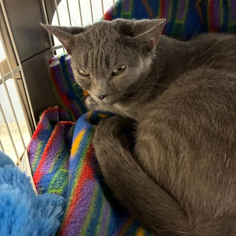 An adult medium-sized female Gray / Blue / Silver Domestic Short Hair cat named Grogu for adoption in Oak Park, IL