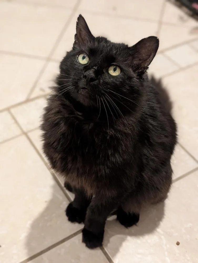 An adult medium-sized male Black Domestic Long Hair cat named Shabadoo for adoption in Duxbury, MA