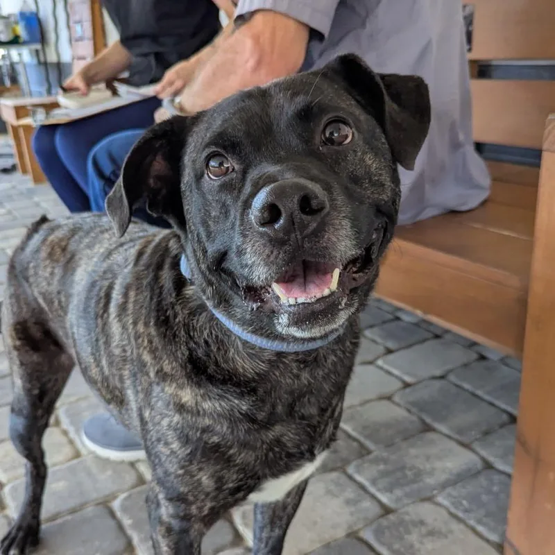An adult large-sized male Brindle Black Labrador Retriever dog named Draco for adoption in Ocala, FL