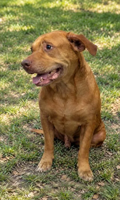 An adult medium-sized male Labrador Retriever dog named Cozmos for adoption in Inverness, FL