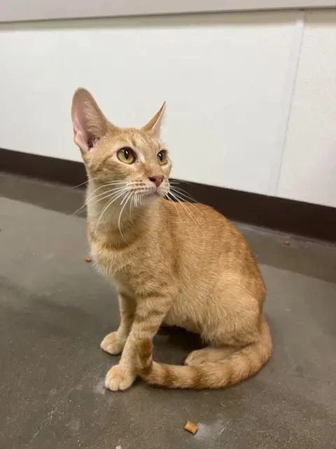 An adult small-sized female Domestic Short Hair cat named Ladybird for adoption in Port Lavaca, TX