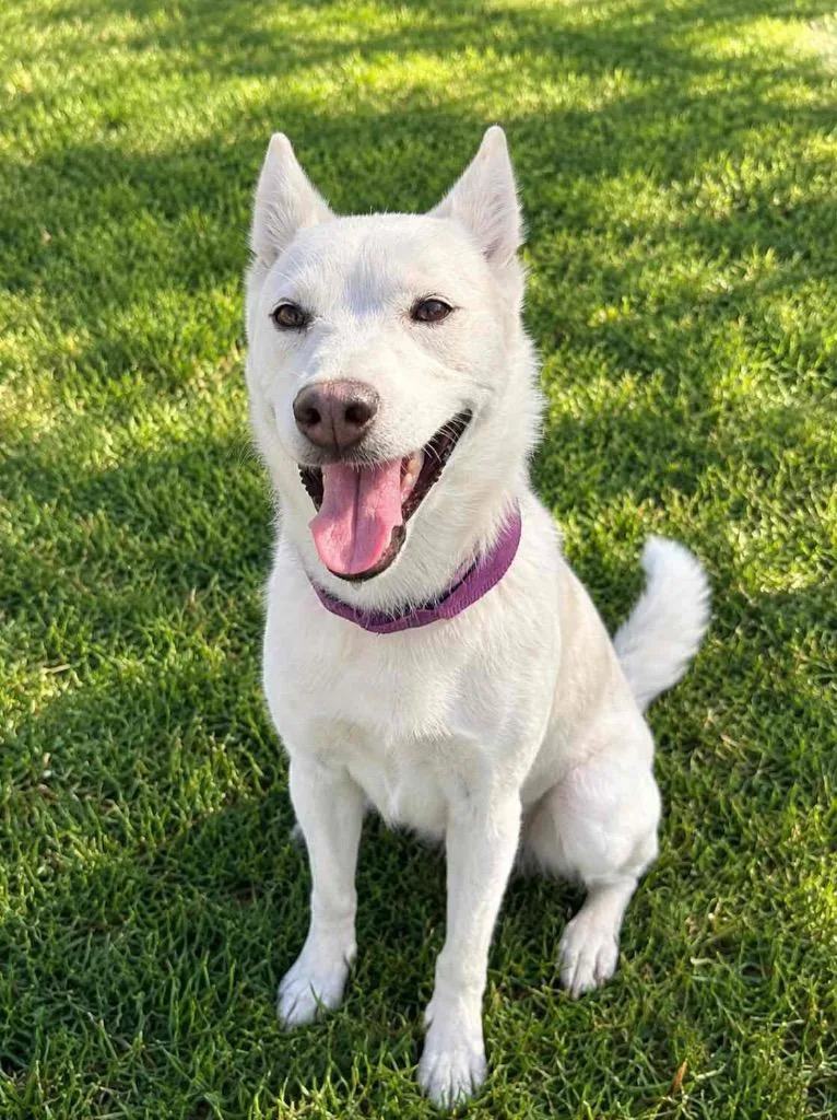 A young medium-sized female Mixed Breed dog named Haven for adoption in Lagrange, IN