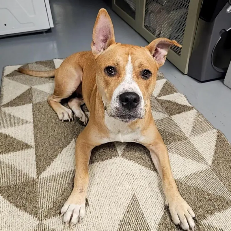 An adult large-sized female Mixed Breed dog named Jovie for adoption in Allentown, PA