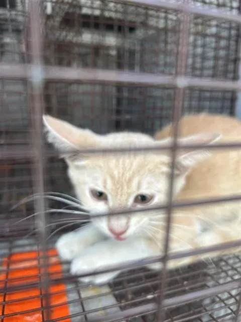 A baby small-sized male Domestic Short Hair cat named A for adoption in Houston, TX