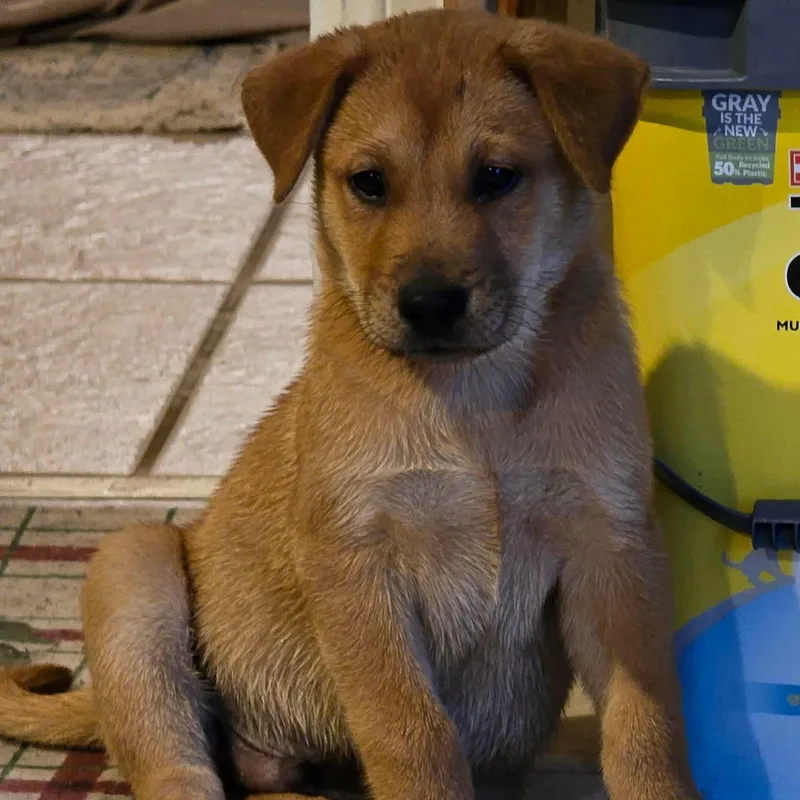 A baby medium-sized male Labrador Retriever dog named Zuppardi for adoption in PLAINFIELD, CT