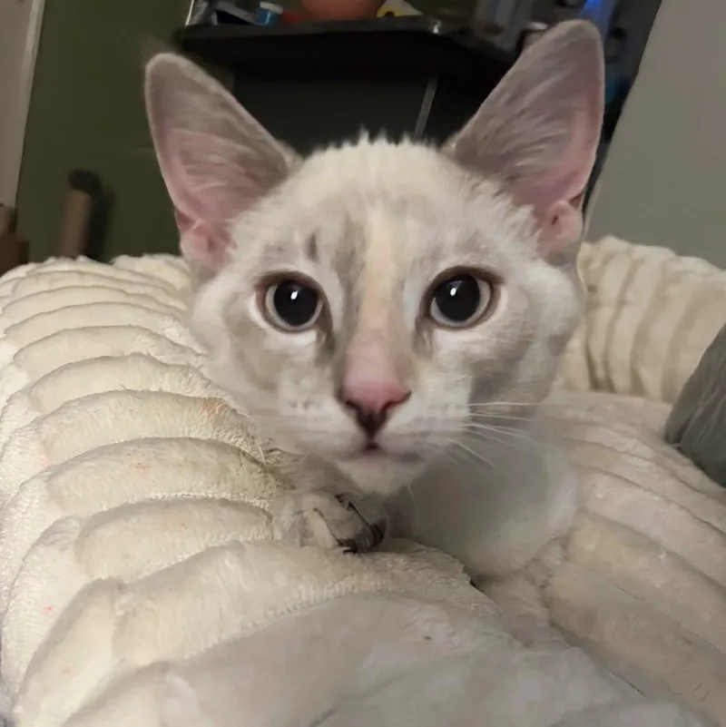 A baby medium-sized female Blue Point Siamese cat named Gloriosa for adoption in Fairborn, OH
