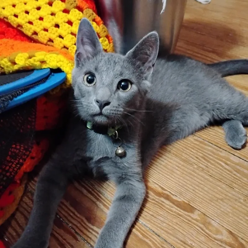 A baby small-sized male Gray / Blue / Silver Domestic Short Hair cat named Peppercorn for adoption in Newport News, VA
