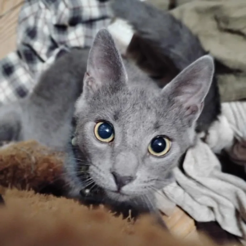 Peppercorn thumbnail 2