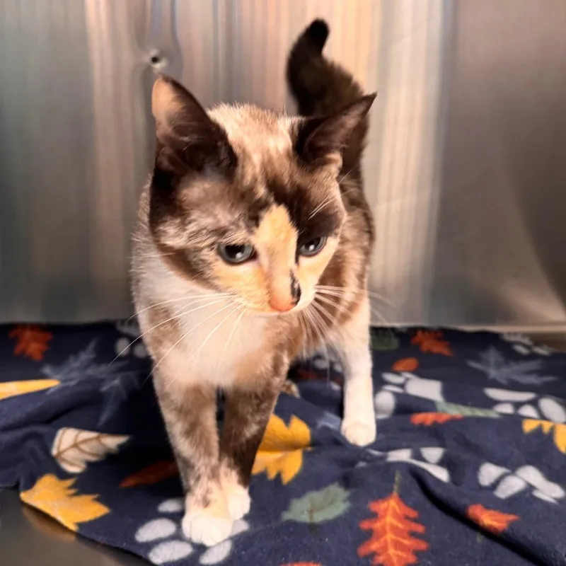 An adult medium-sized female Calico Siamese cat named Sushi for adoption in Parkersburg, WV