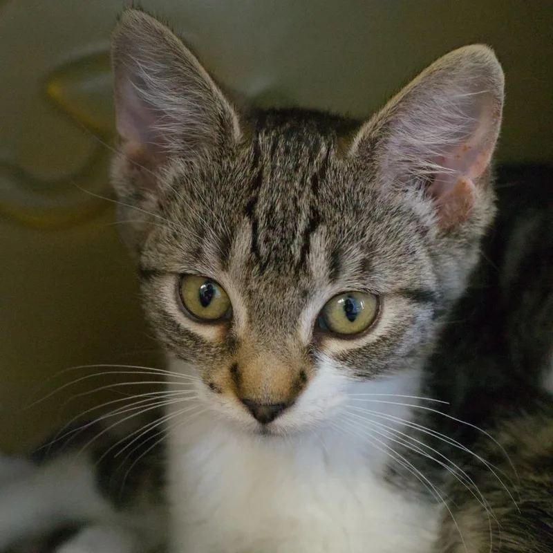 A baby medium-sized female Domestic Short Hair cat named Ada Lovelace for adoption in Shoreline, WA