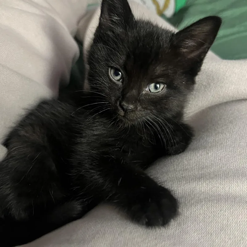 A baby small-sized female Domestic Short Hair cat named MaiTai for adoption in Oneonta, NY