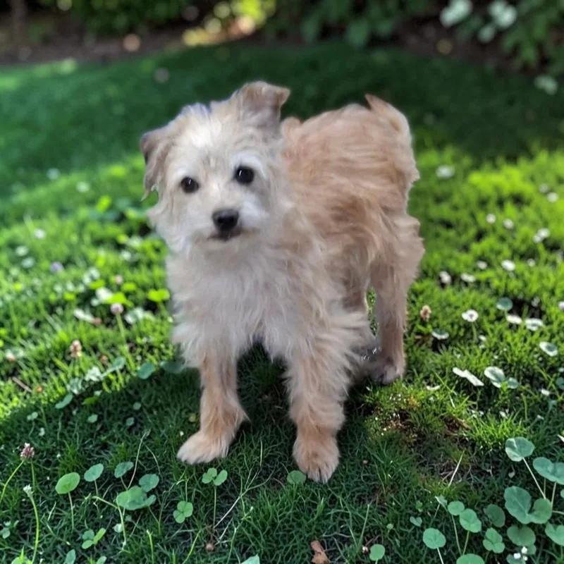 Paco