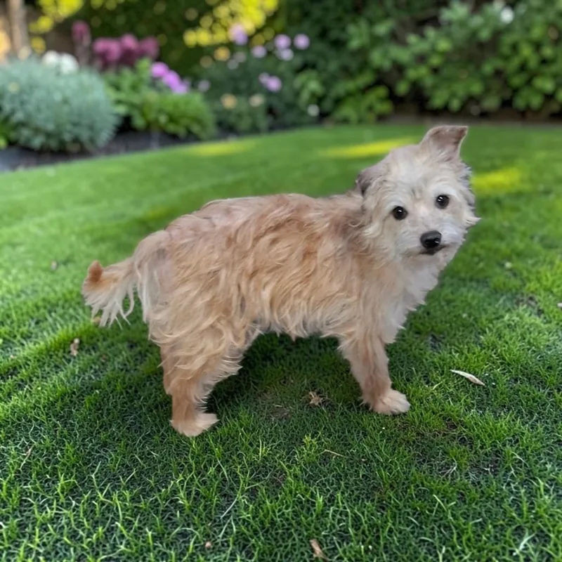 Paco thumbnail 2