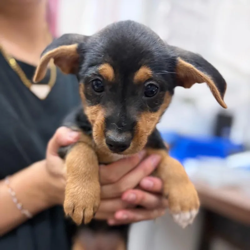 A baby small-sized female Chihuahua dog named Penny for adoption in Ardmore, OK