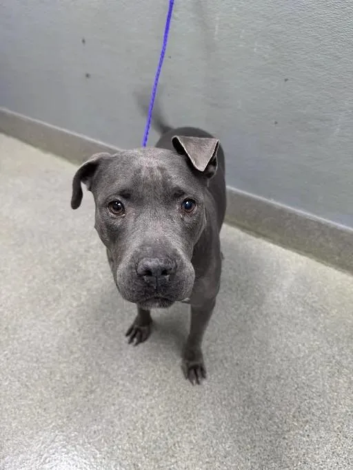 An adult large-sized female Pit Bull Terrier dog named Prieta for adoption in Las Vegas, NV