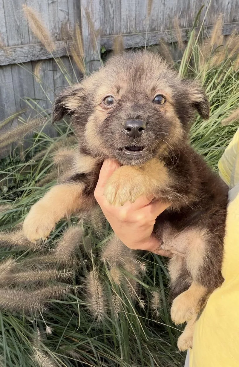 A baby medium-sized male Black German Shepherd Dog named Adler for adoption in Wonder Lake, IL