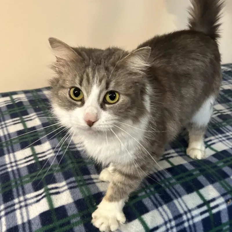 A young medium-sized female Gray / Blue / Silver Domestic Medium Hair cat named Cristabelle for adoption in Eaton Rapids, MI