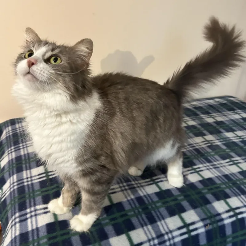 Cristabelle thumbnail 2