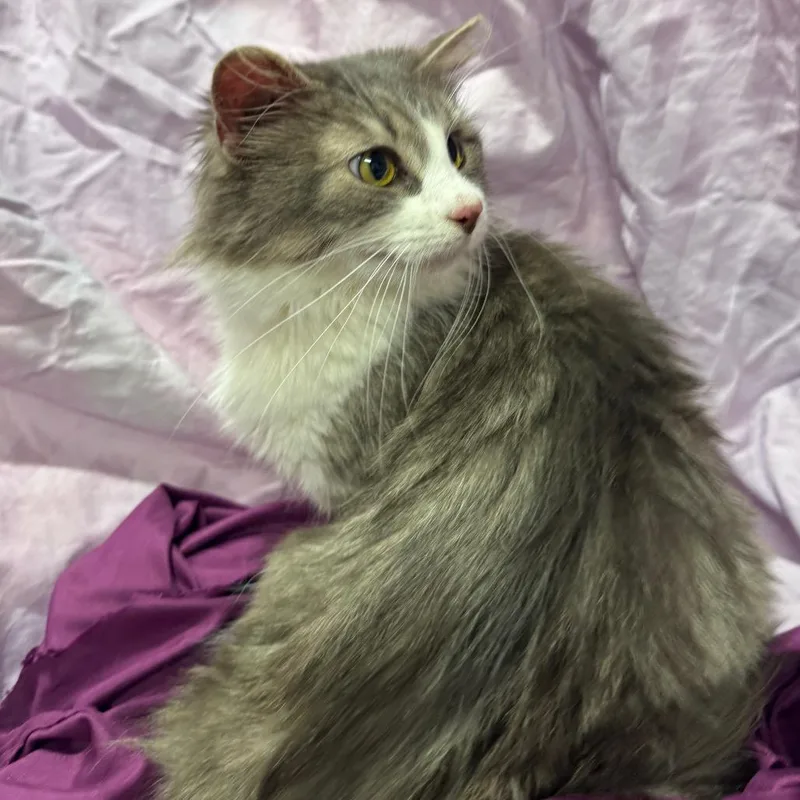 Cristabelle thumbnail 3