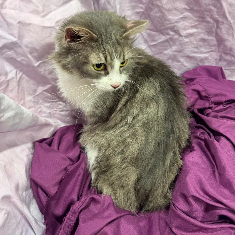 Cristabelle thumbnail 4