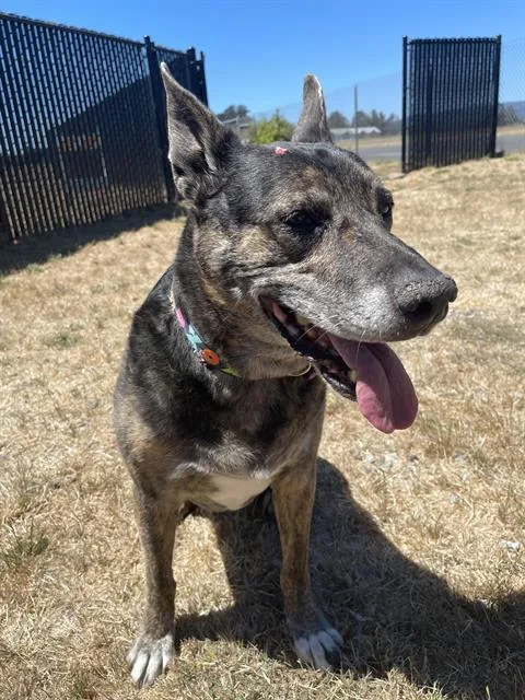 A senior medium-sized female Australian Cattle Dog / Blue Heeler dog named Tempa for adoption in Santa Cruz, CA