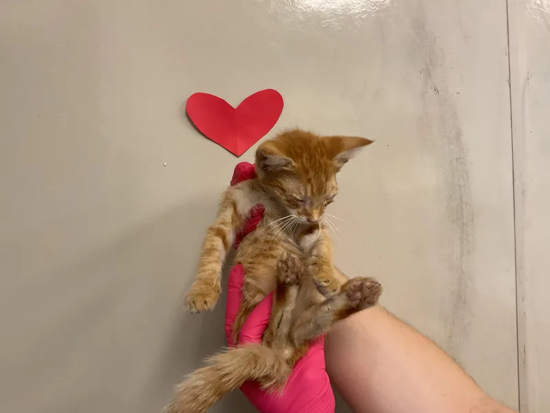 A baby small-sized female Domestic Short Hair cat named Iman for adoption in Ontario, CA