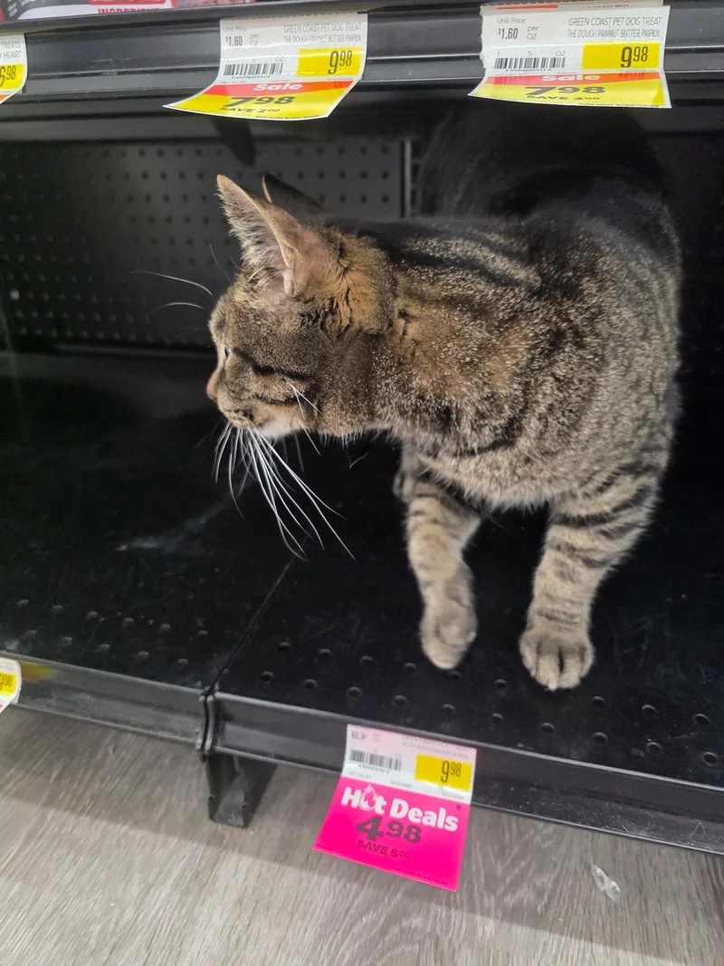 An adult large-sized male Tabby (Brown / Chocolate) Domestic Short Hair cat named Roswell for adoption in Sauk City, WI