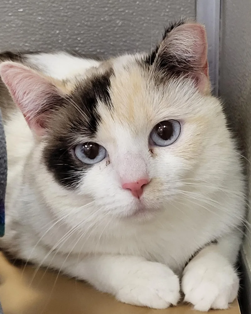 An adult medium-sized female Calico Siamese cat named Riverdance for adoption in Grayslake, IL