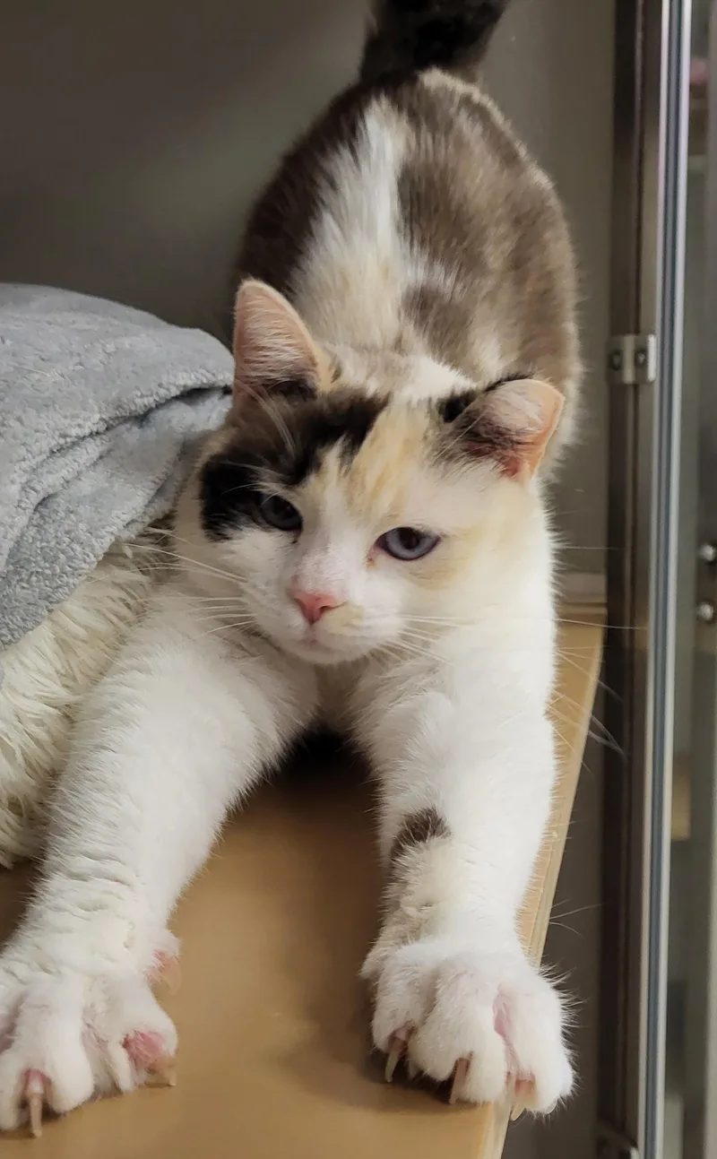 Riverdance thumbnail 2