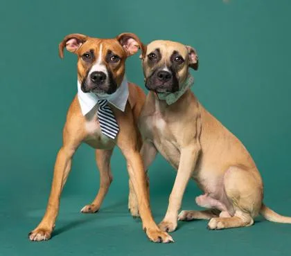 A young medium-sized male Mixed Breed dog named Scout for adoption in Atlanta, GA